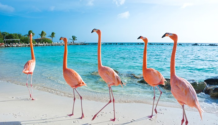 gold coast rentals Aruba, travel to aruba